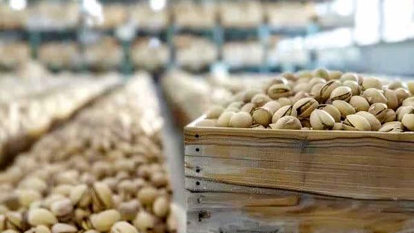 ترکیه و امارات پسته ایران را با برند خود صادر می‌کنند!