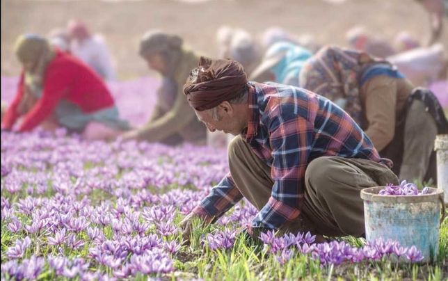 
افغانستان با فروش زعفران ایرانی به نام خود، بازار جهانی را تصاحب کرد