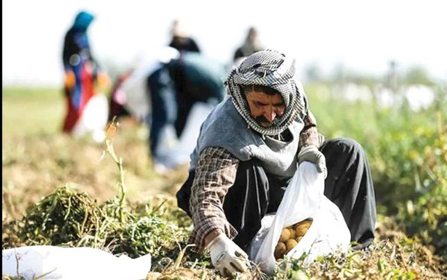 باغ‌های سیرجان و زندگی پرمشقت کارگران