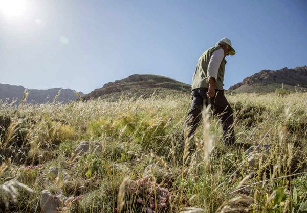 قرقبانان جنگلهای مازندران همچنان در تنگنای معیشتی بهسر میبرند