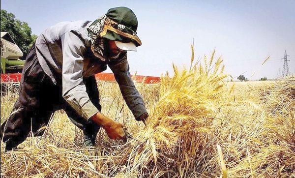 خشکسالی هم پرداخت مطالبات کشاورزان را بهروز نکرد!