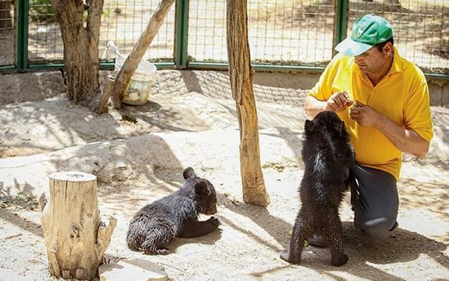 دلیل فرار توله خرس از کلینیک پردیسان، کمبود امکانات مرکز است