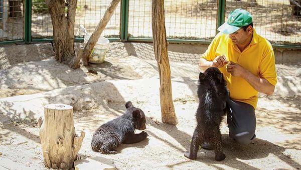 دلیل فرار توله خرس از کلینیک پردیسان، کمبود امکانات مرکز است