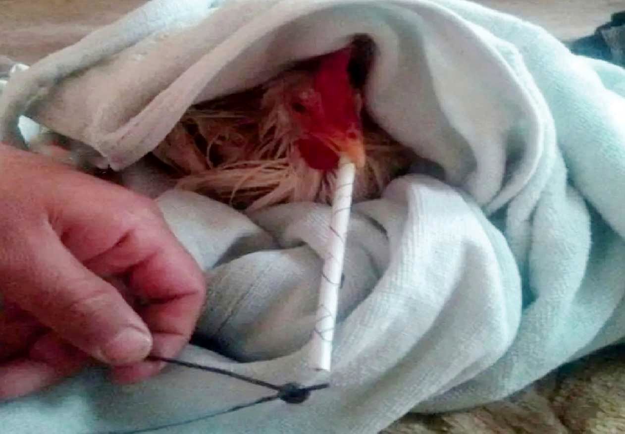 
ماجرای «مرغ‌های تریاکی»، غیرعقلانی و از نظر اقتصادی ناممکن است