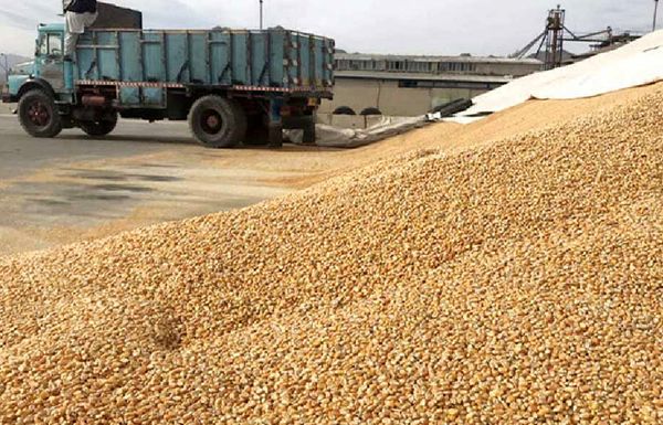 
التهاب دوباره‌ در قیمت نهاده‌های دامی