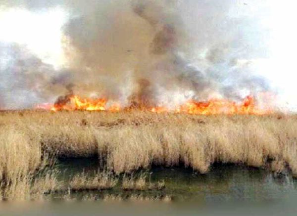  احیای هور‌العظیم نیازمند دیپلماسی است نه صرفا رهاسازی آب