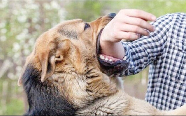 
هشت فوتی به دلیل «هاری» در نیمه نخست سال