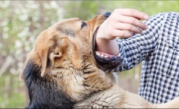 
هشت فوتی به دلیل «هاری» در نیمه نخست سال