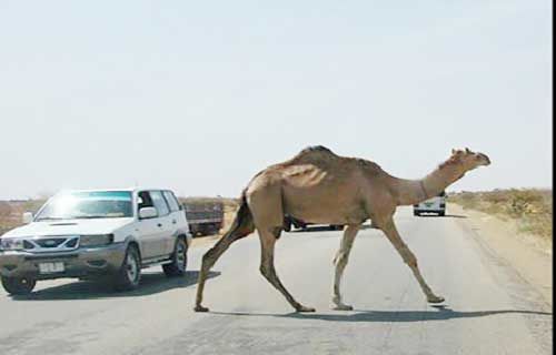 شترها در دو سال گذشته
موجب مرگ ۶٠ نفر شدهاند