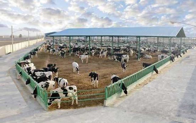 دولت دامداران را در «شعب ابی‌طالب» محاصره کرده است