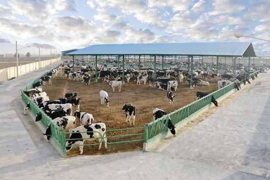 دولت دامداران را در «شعب ابی‌طالب» محاصره کرده است