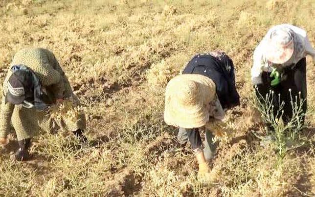 گرانی بذر و رواج دلالی، کشاورزی را بدون صرفه اقتصادی کرده است