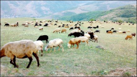 ایران؛ مقام نخست فرسایش خاک در جهان