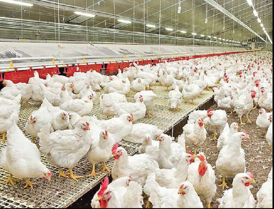 
تولید صنعت طیور کاهش خواهد یافت