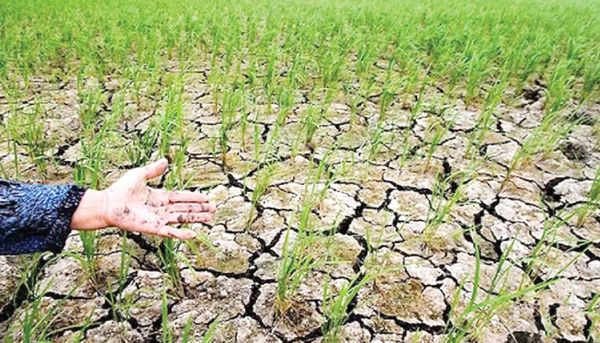 شالیزارهای گیلان از تشنگی خشک شدند